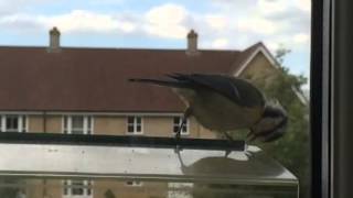 Blue Tit In Slow Mo