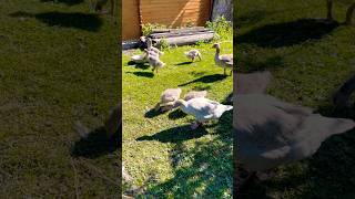 Гуси и гусята #гусь #гусята #goose #viral #shortvideo #cute #farm #foryou #fyp #nature #live #like