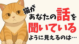 【猫好き必見】猫の無言のメッセージ【10選】日常の仕草に沢山の「かわいい」が詰まっている【猫の雑学】#雑学 #豆知識 #トリビア