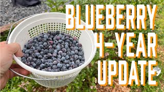 4-Year Blueberry Update