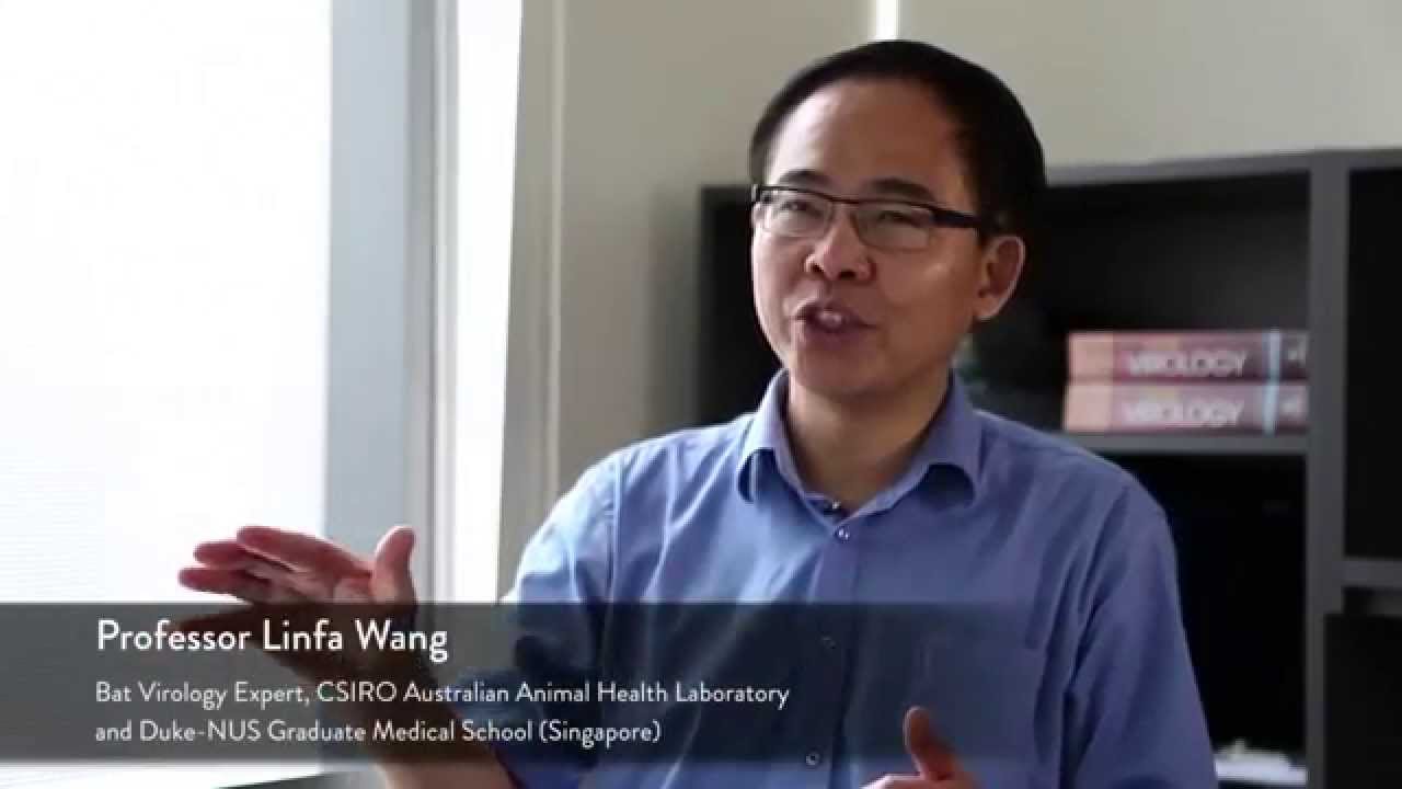 A safer tomorrow - Hendra virus research