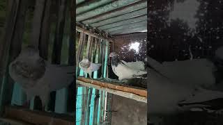 High Flyer Pigeons 😍 Kabutar 🕊️ Pigeon Status