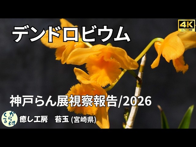 世界の野生蘭ORCHID　ATLAS VOL.4 デンドロビウム・バルボフィルム Orchid] Afilm boarded with driftwood - YouTube