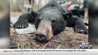MDWFP leading movement to educate residents about growing black bear population
