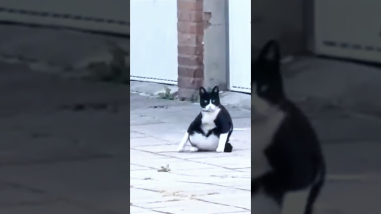 Cats rule the world))  Коты правят миром))