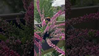 #Die #Hummel #Flover
