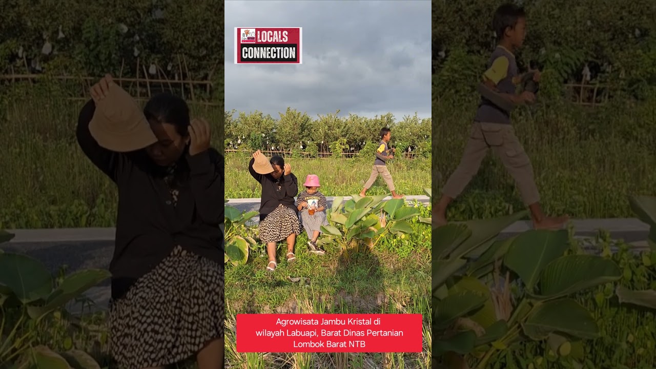 Wisata Agrowisata Labuapi Lombok Barat NTB