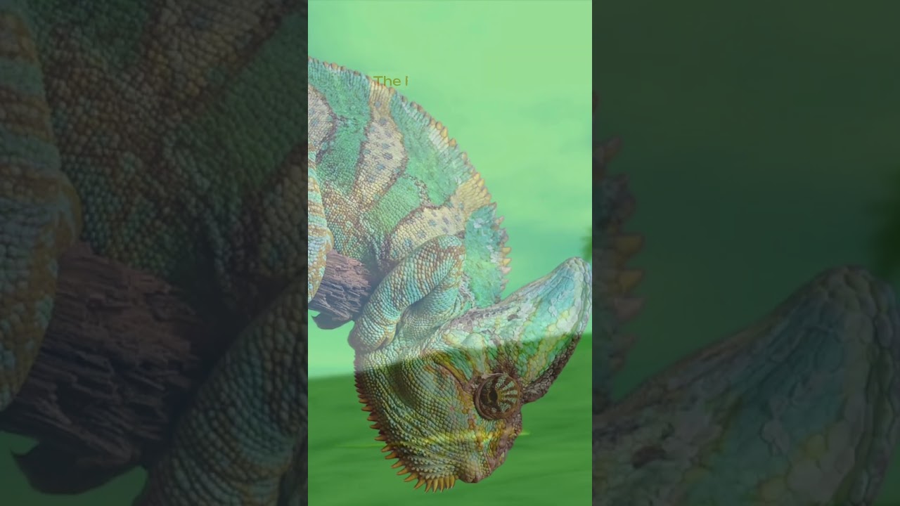 The Science Of Animal Camouflage