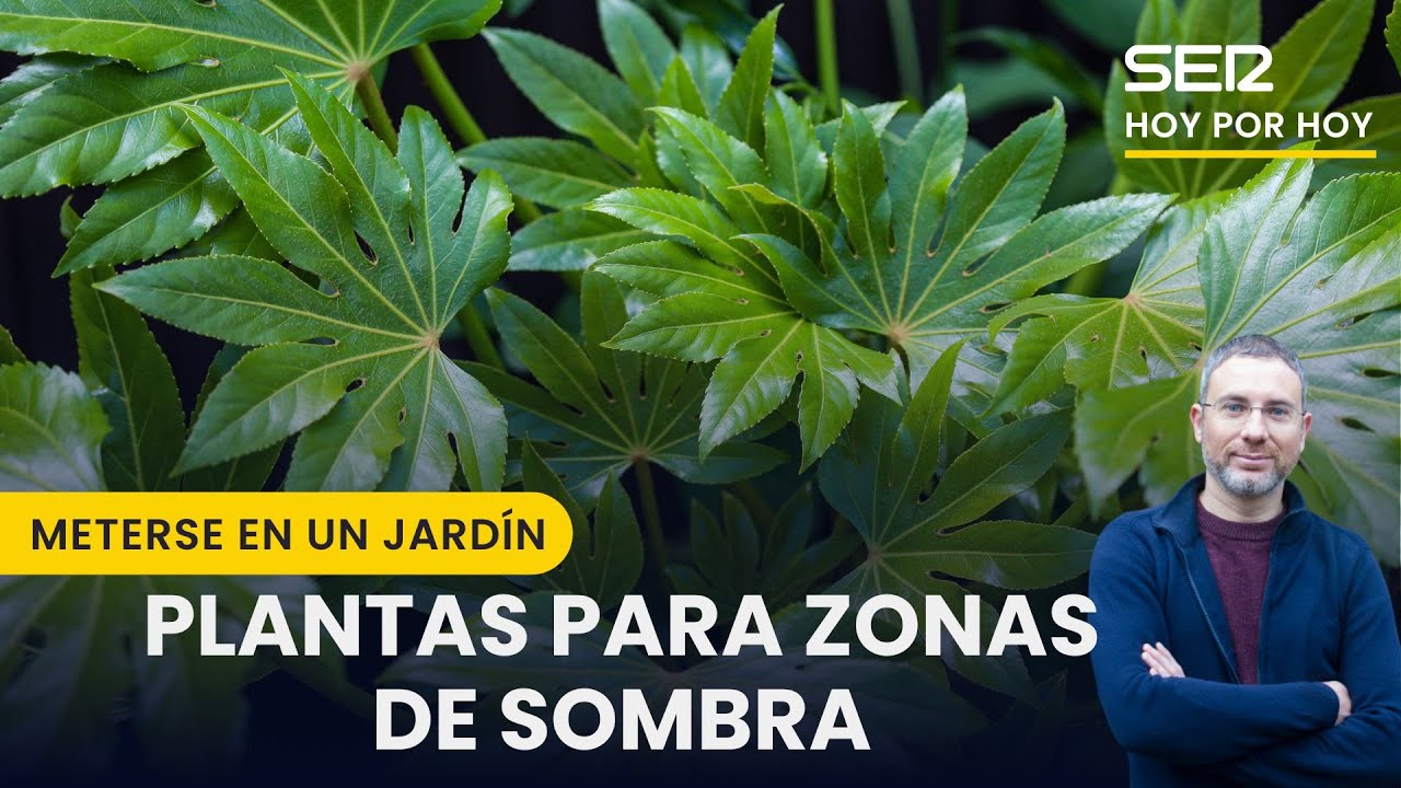 🎍 🌵🪴Plantas para zonas de sombra | Meterse en un jardín, Eduardo Barba