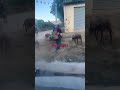 Borregos en la carretera