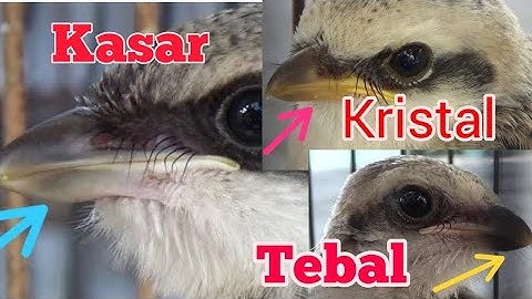 Cara Memilih Anakan Cendet, Bersuara Kasar, Kristal dan Tebal
