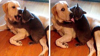 Funny Moments Cat and Dog Playing Together |  Cat and Dog  Fight | Cute Cat and Dog Compilation