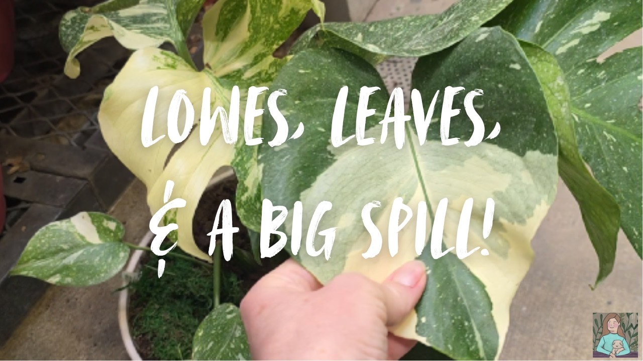 New Lowe's Location & A Big 'Ol Mess!