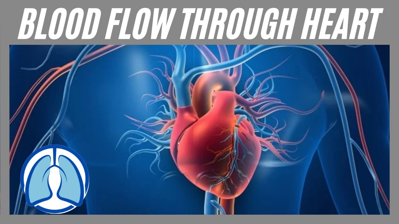 Кровоток через сердце | Простое объяснение сердечно-сосудистой анатомии