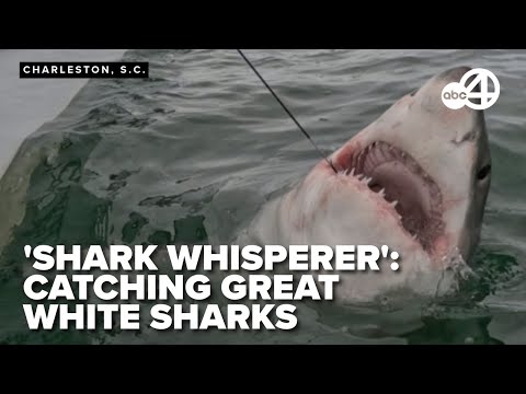 'Shark Whisperer' tags sharks during great white shark season in South Carolina waters