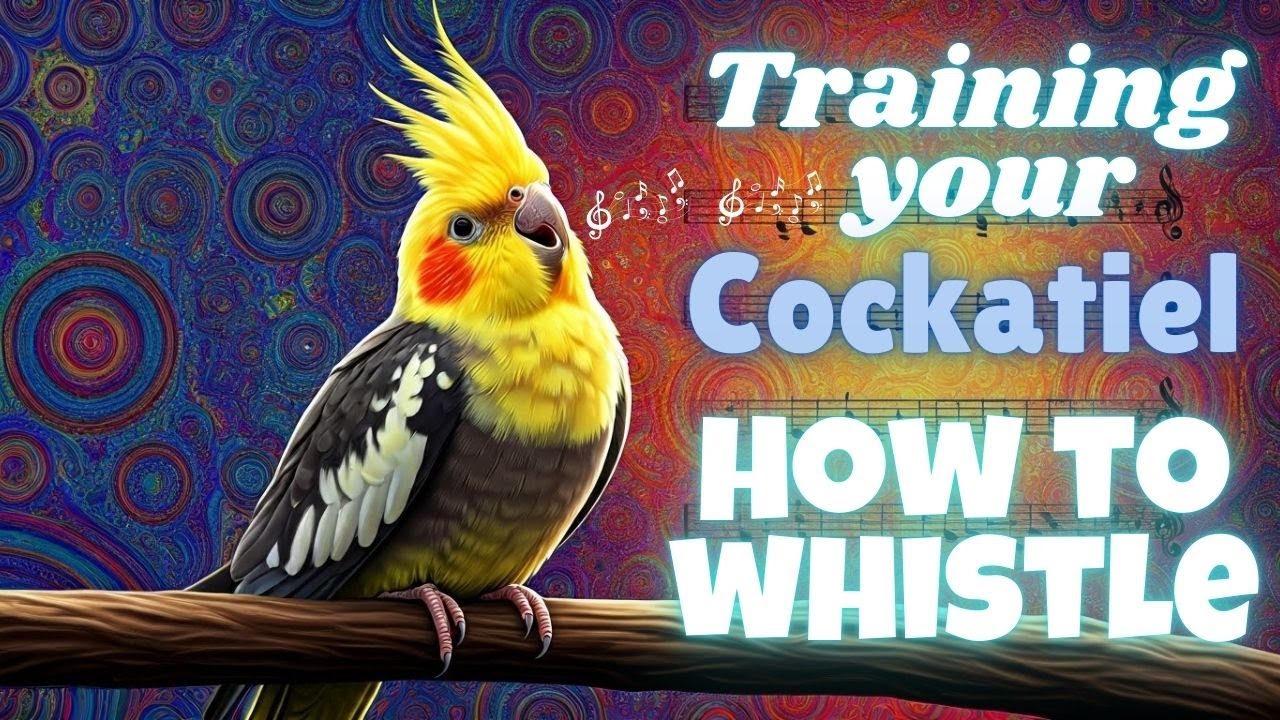 Live Cockatiel Whistle Training – Fun & Easy Methods!