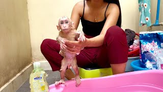 Baby monkey Miker like bathing in warm water