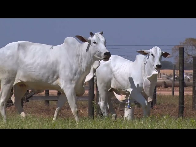45º Mega Leilão Anual Carpa | FÊMEAS LOTE 06 - 8259