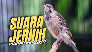MATERI AMPUH ANTI ZONK!! BLACKTHROAT GACOR Suara Untuk Masteran Kenari