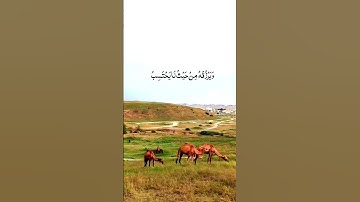 القارئ سعد الغامدي سورة الطلاق - آية (٢-٣)