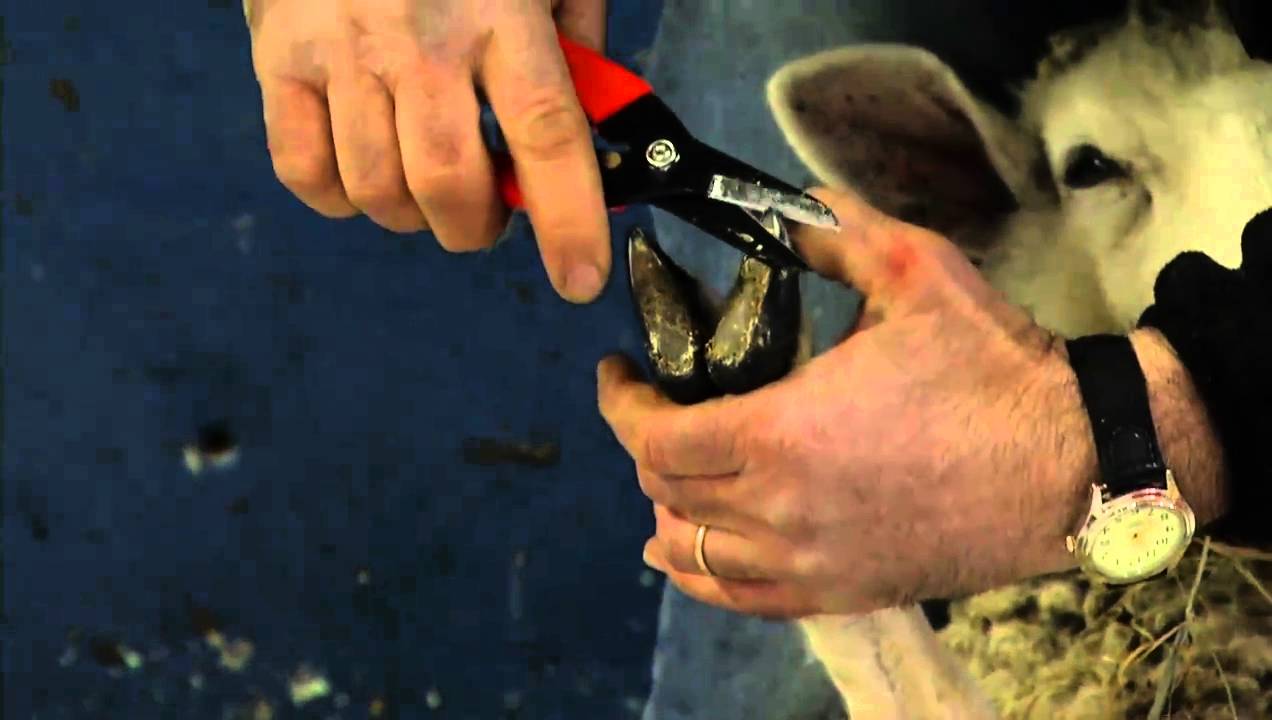 How to Prevent Sheep Foot Rot YouTube
