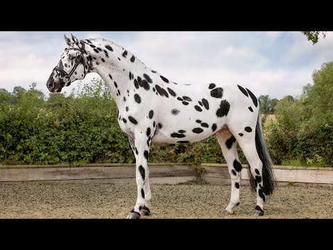 วีดีโอ: Knabstrup Horse Breed Hypoallergenic สุขภาพและอายุขัย