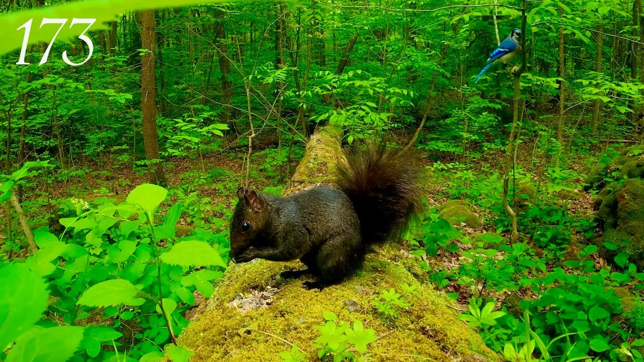 Cat TV: Black Squirrels and Blue Jays in a Beautiful Green Forest 4K Episode 173