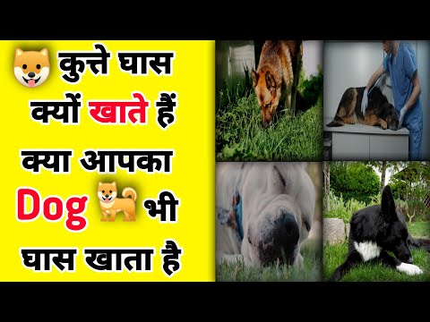 वीडियो: क्या लकोटा कुत्ते खाते हैं?