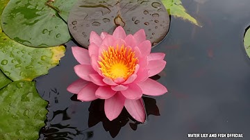 NGẮM HOA SÚNG KÉP HỒNG NỞ TRONG HỒ XI MĂNG NUÔI CÁ KIẾM