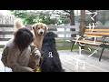 マザコンの兄をいじりたい弟犬