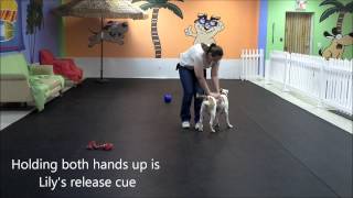 Introducing Lily, A Deaf Pit Bull