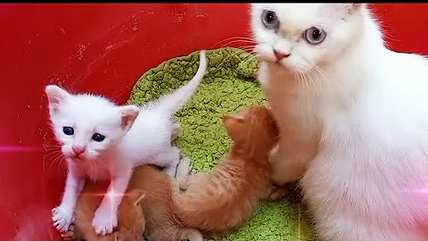 Watch the video about Two Persian Cat Moms Raising Kittens Together 🐾 | Cutest Family Ever!