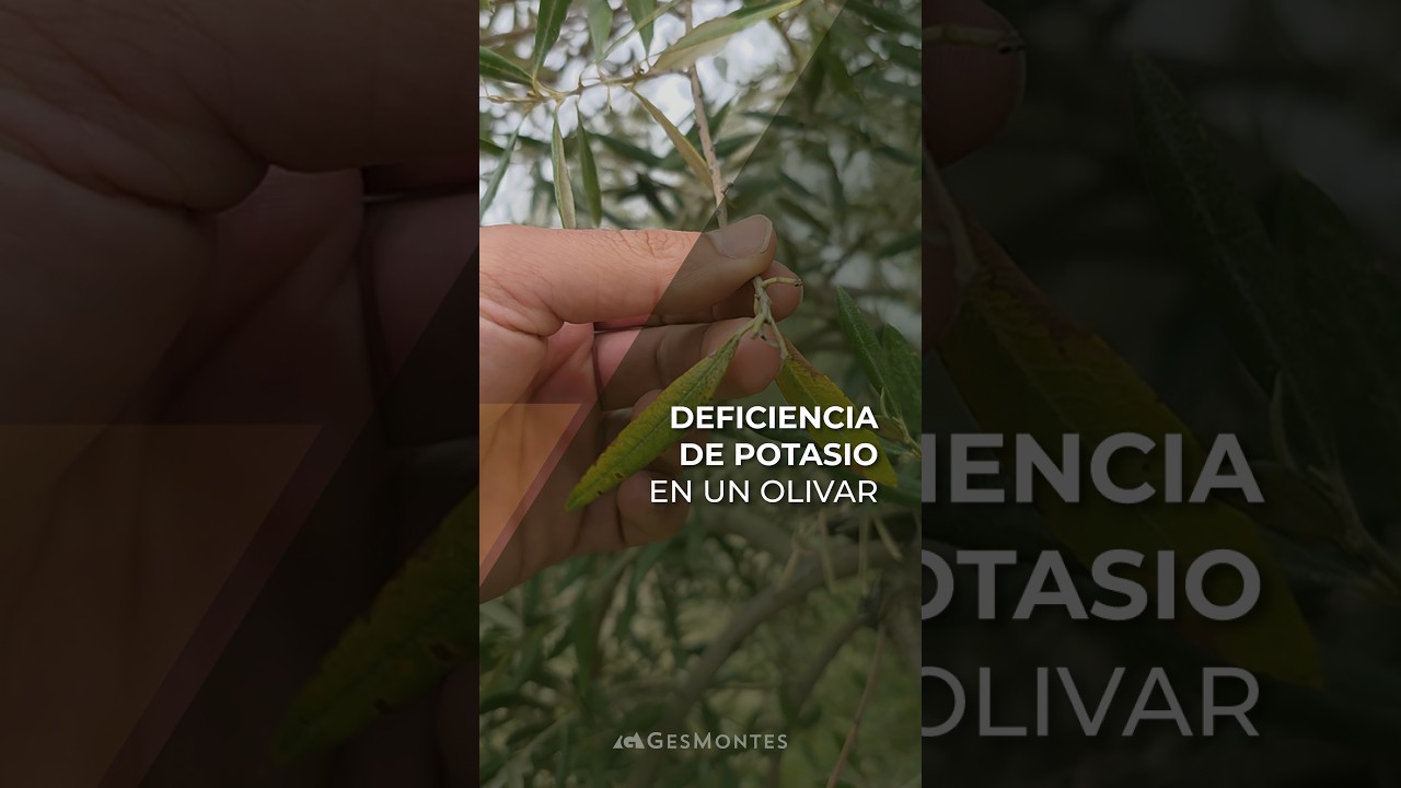 DEFICIENCIA DE POTASIO EN UN OLIVAR