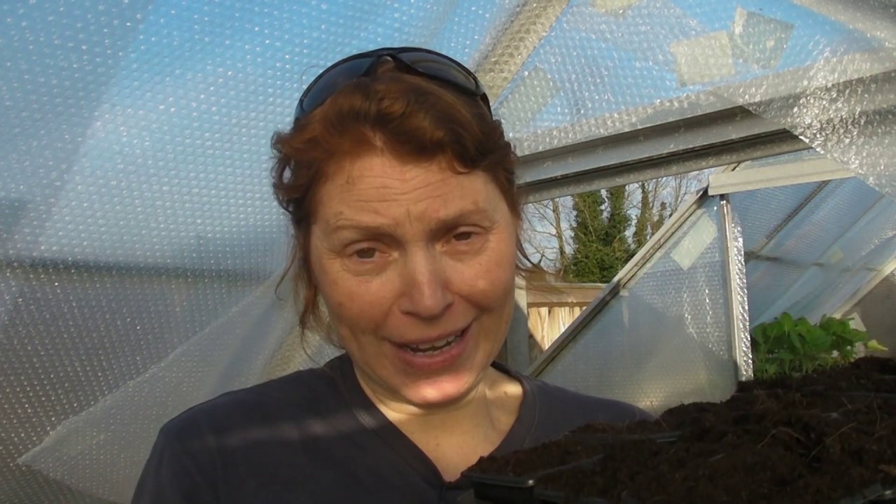 Sowing Sugar Snap Peas Part 473 Claire's allotment YouTube
