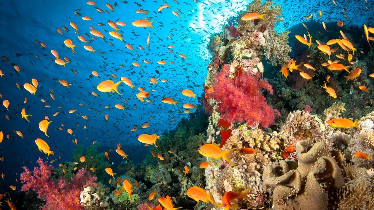 World Wildlife Day 2019 - Life below water: for people and planet