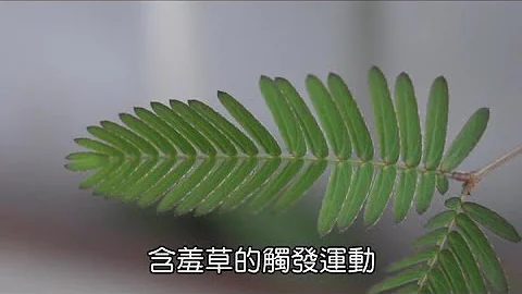 高速摄影：含羞草的触发运动 - 天天要闻