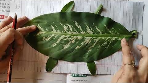 Class 2  EVS  Chapter 15  Part 2