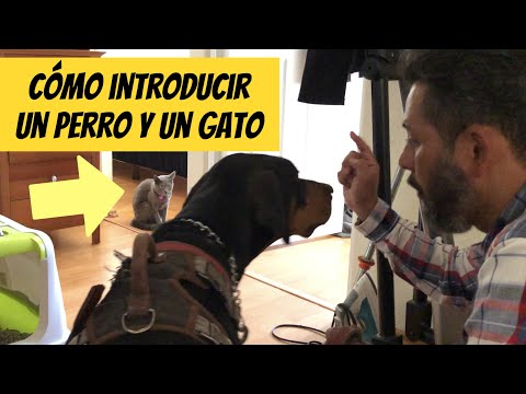 Video: Perros Y Gatos: Las Mejores Formas De Presentarlos