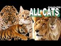 TODAS LAS ESPECIES DE FELINOS DEL MUNDO