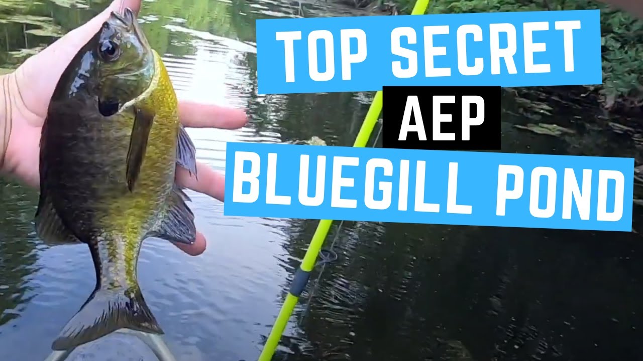 Top Secret AEP Bluegill Pond!