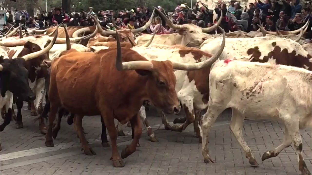 Longhorn Cattle Drive Downtown San Antonio Texas 2018 ♫ Rawhide