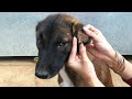 Remove a lot of Ticks From a Dog​ using Gasoline - Many Ticks on Dog Body