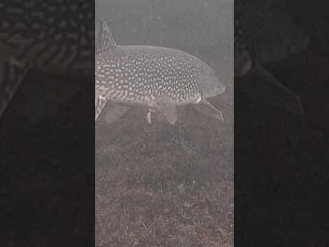 Big Pike Underwater