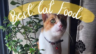 top 8 best cat/kitten food in India - cat nutrition