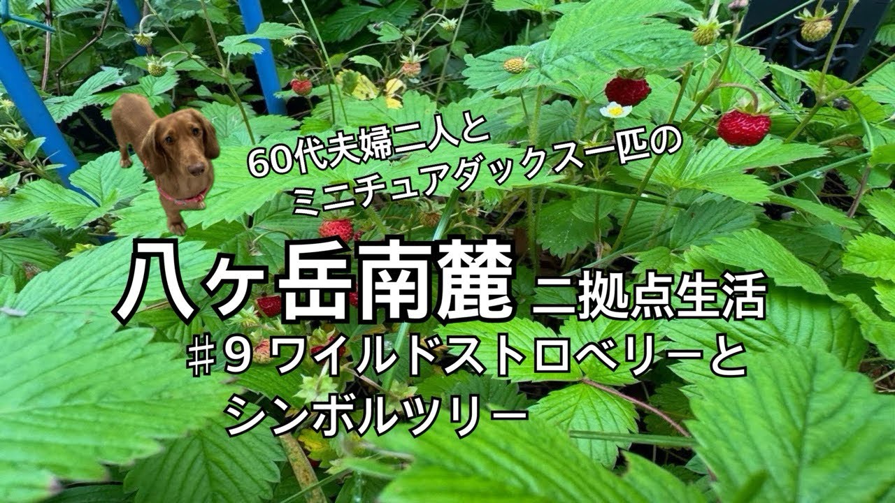 ♯9 ウチは森の中じゃなくて、イングリッシュガーデンが目標