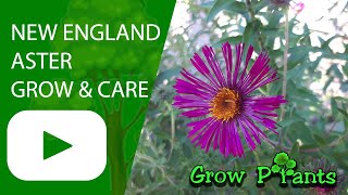 New England aster - grow & care (Michaelmas-daisy)