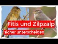 Zilpzalp und Fitis sicher und einfach unterscheiden