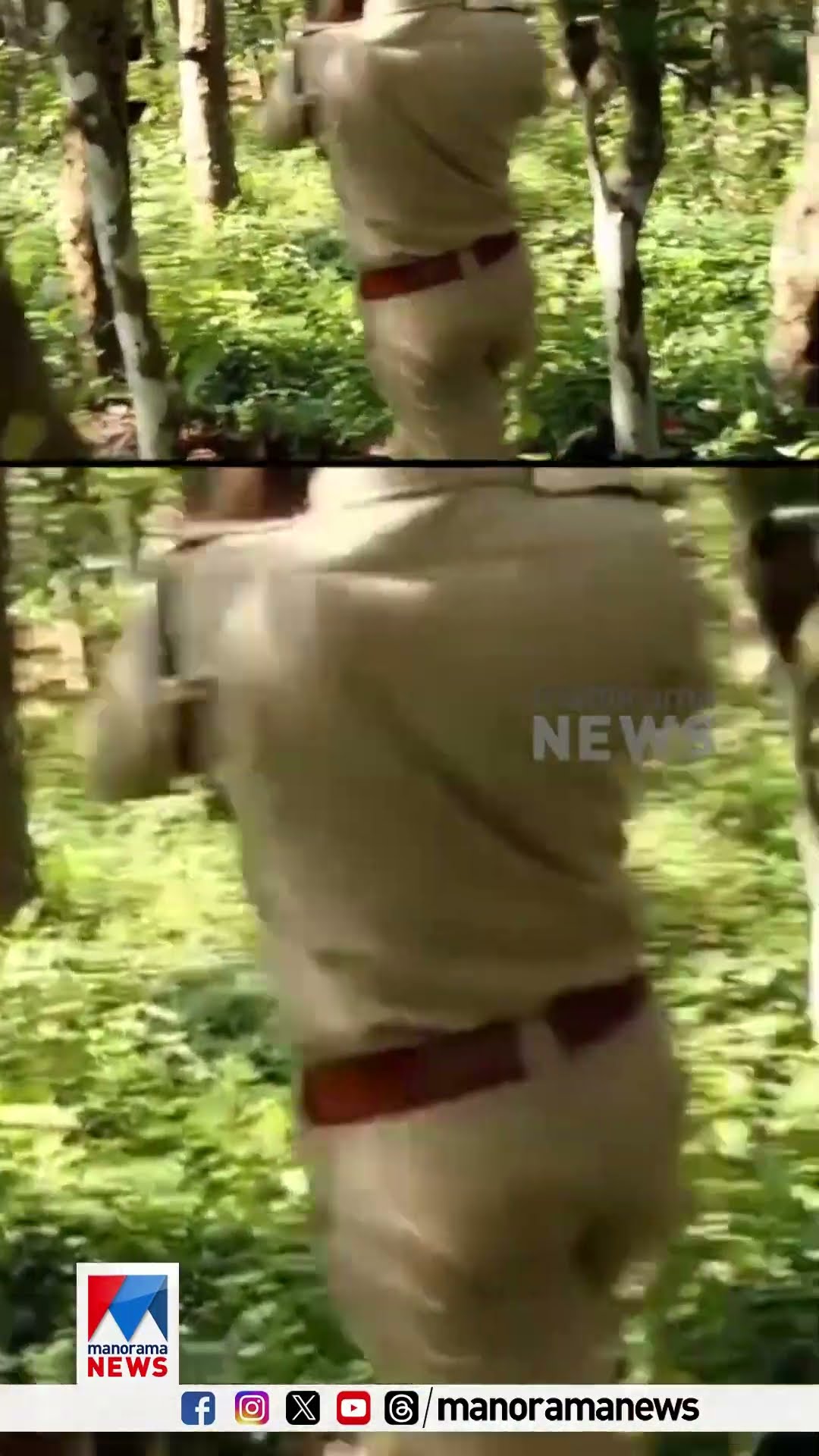 പത്തനംതിട്ട കോന്നി കിഴക്കുപുറത്ത് ജനവാസ കേന്ദ്രത്തിൽ ഇറങ്ങിയ കാട്ടുപോത്തുകൾ #pathanamthitta #konni