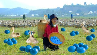 Harvesting Green Duck Eggs in the Field Goes To Market Sell - Farm, Gardening, Cooking