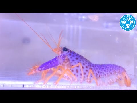 チャーム】海水魚 パープルリーフロブスター Enoplometopus debelius